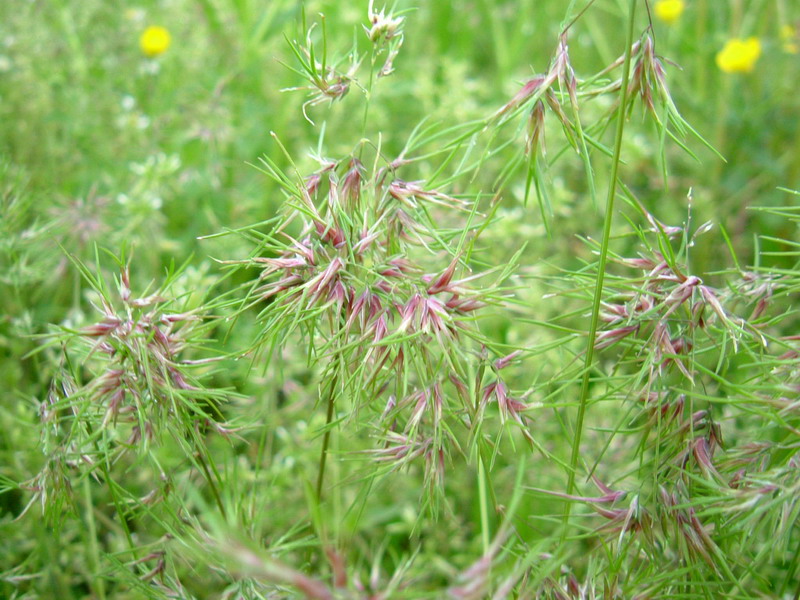 Poa bulbosa / Fienarola bulbosa